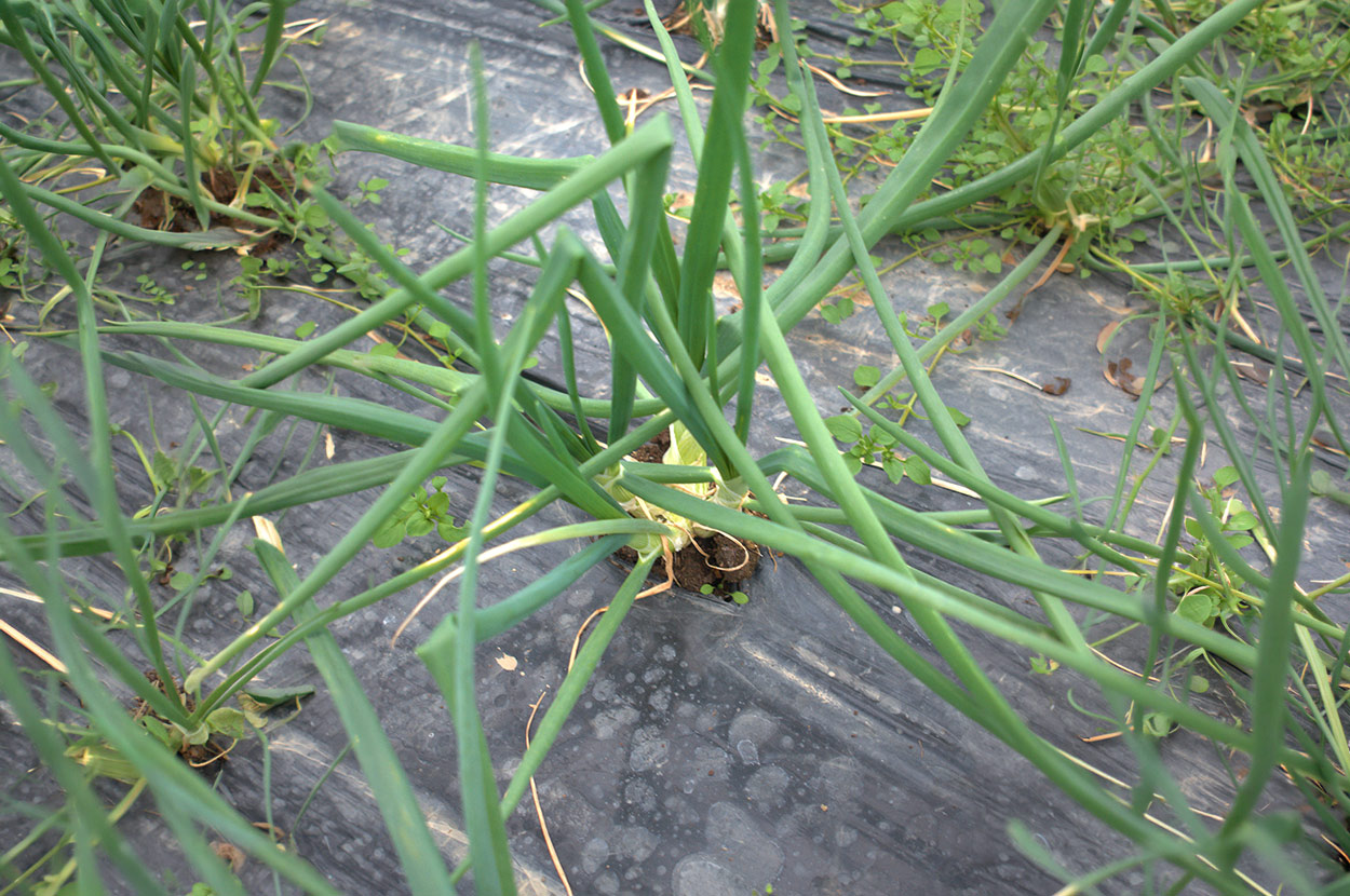 Cueillir ses légumes Assat, Cueillir ses légumes Nay, Cueillir ses légumes Pau, Jardins partagés Assat, Jardins partagés Nay, Jardins partagés Pau, Légumes bio locaux Assat, Légumes bio locaux Nay, Légumes bio locaux Pau, Maraicher bio Assat, Maraicher bio Nay, Maraicher bio Pau, Vente légumes ferme Assat, Vente légumes ferme Nay, Vente légumes ferme Pau