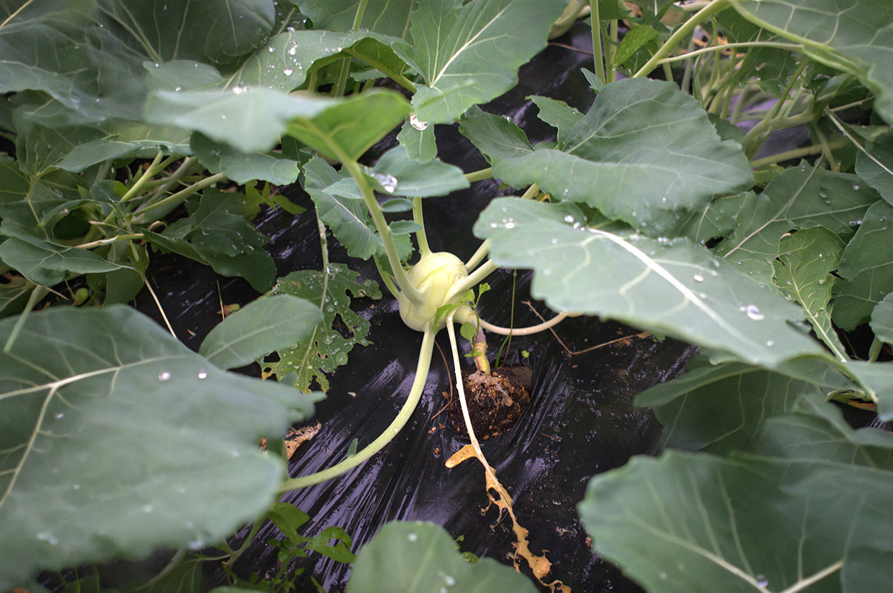Cueillir ses légumes Assat, Cueillir ses légumes Nay, Cueillir ses légumes Pau, Jardins partagés Assat, Jardins partagés Nay, Jardins partagés Pau, Légumes bio locaux Assat, Légumes bio locaux Nay, Légumes bio locaux Pau, Maraicher bio Assat, Maraicher bio Nay, Maraicher bio Pau, Vente légumes ferme Assat, Vente légumes ferme Nay, Vente légumes ferme Pau