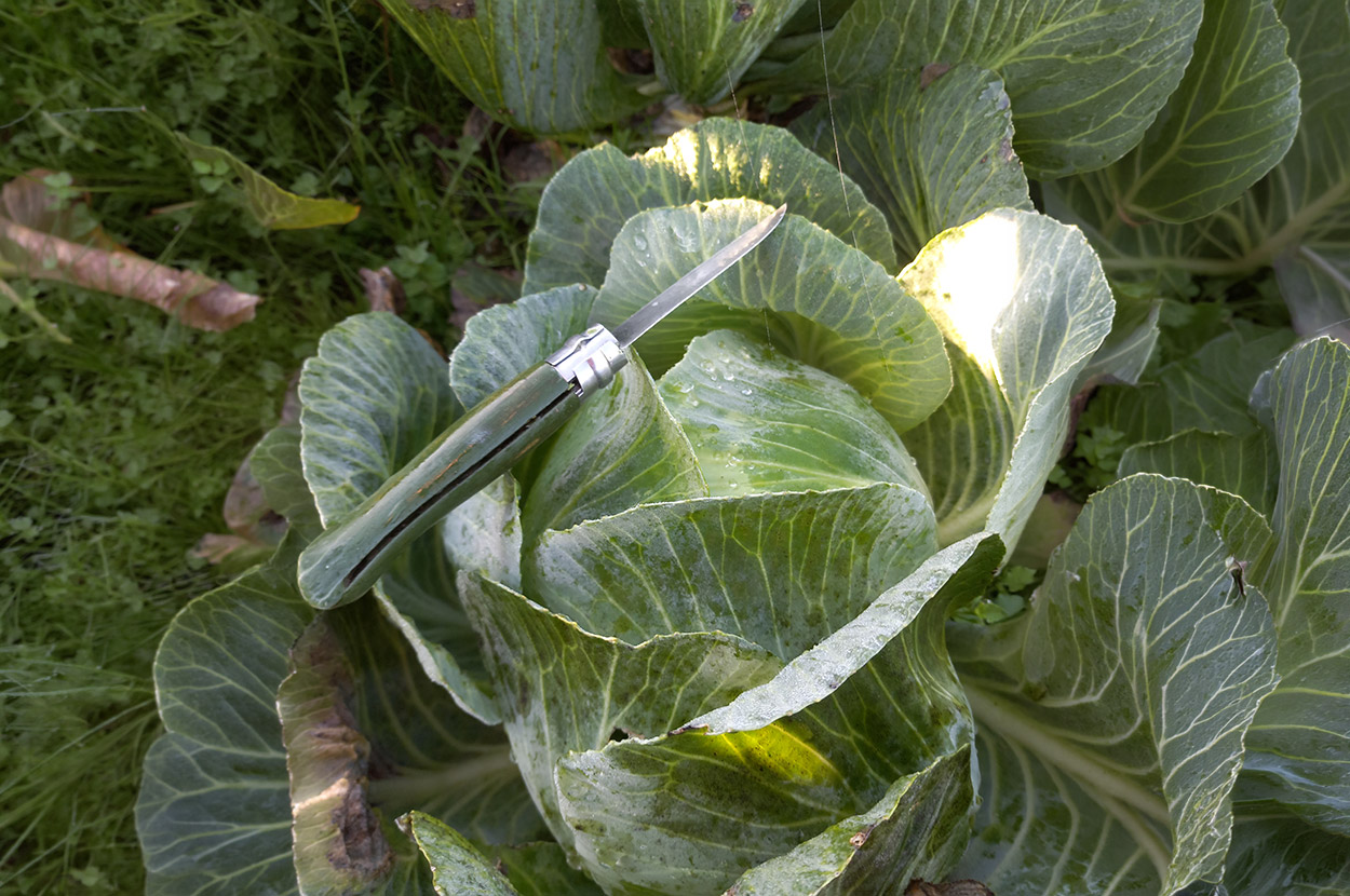 Cueillir ses légumes Assat, Cueillir ses légumes Nay, Cueillir ses légumes Pau, Jardins partagés Assat, Jardins partagés Nay, Jardins partagés Pau, Légumes bio locaux Assat, Légumes bio locaux Nay, Légumes bio locaux Pau, Maraicher bio Assat, Maraicher bio Nay, Maraicher bio Pau, Vente légumes ferme Assat, Vente légumes ferme Nay, Vente légumes ferme Pau