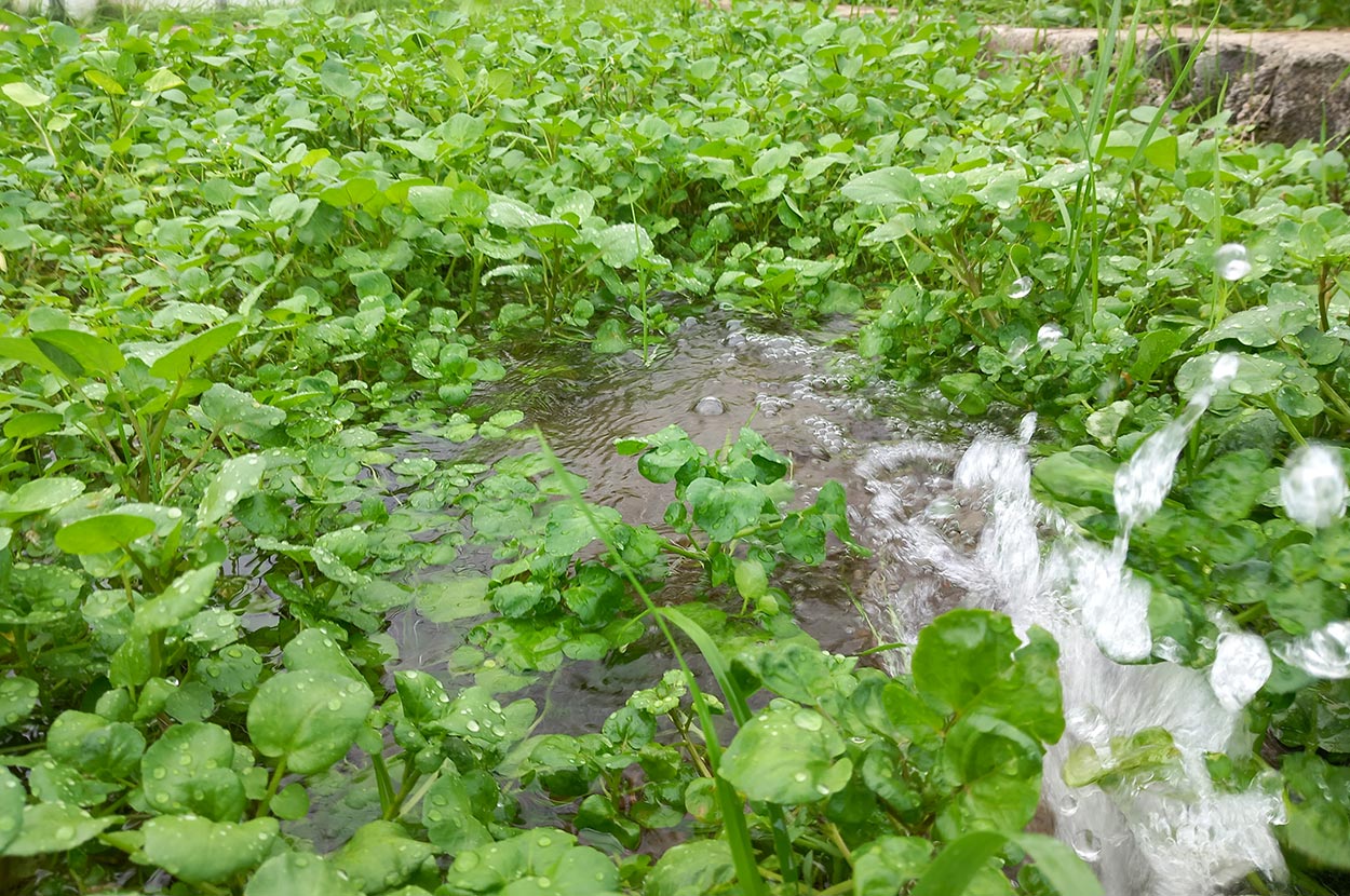 Cueillir ses légumes Assat, Cueillir ses légumes Nay, Cueillir ses légumes Pau, Jardins partagés Assat, Jardins partagés Nay, Jardins partagés Pau, Légumes bio locaux Assat, Légumes bio locaux Nay, Légumes bio locaux Pau, Maraicher bio Assat, Maraicher bio Nay, Maraicher bio Pau, Vente légumes ferme Assat, Vente légumes ferme Nay, Vente légumes ferme Pau
