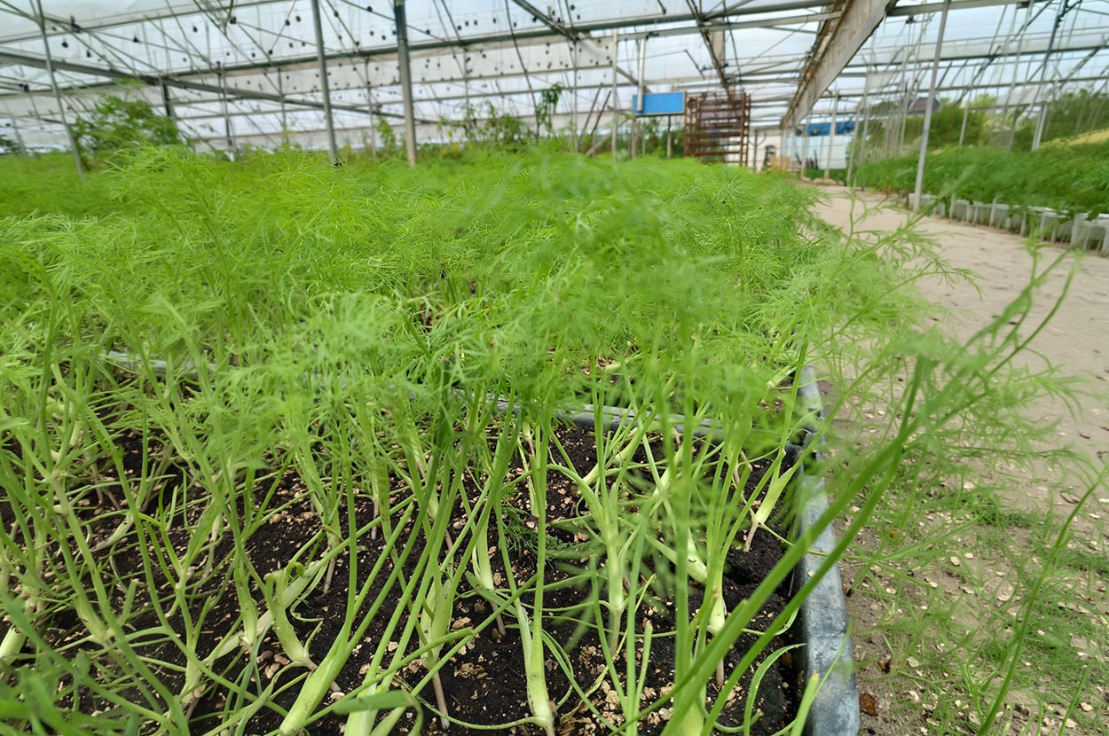 Cueillir ses légumes Assat, Cueillir ses légumes Nay, Cueillir ses légumes Pau, Jardins partagés Assat, Jardins partagés Nay, Jardins partagés Pau, Légumes bio locaux Assat, Légumes bio locaux Nay, Légumes bio locaux Pau, Maraicher bio Assat, Maraicher bio Nay, Maraicher bio Pau, Vente légumes ferme Assat, Vente légumes ferme Nay, Vente légumes ferme Pau