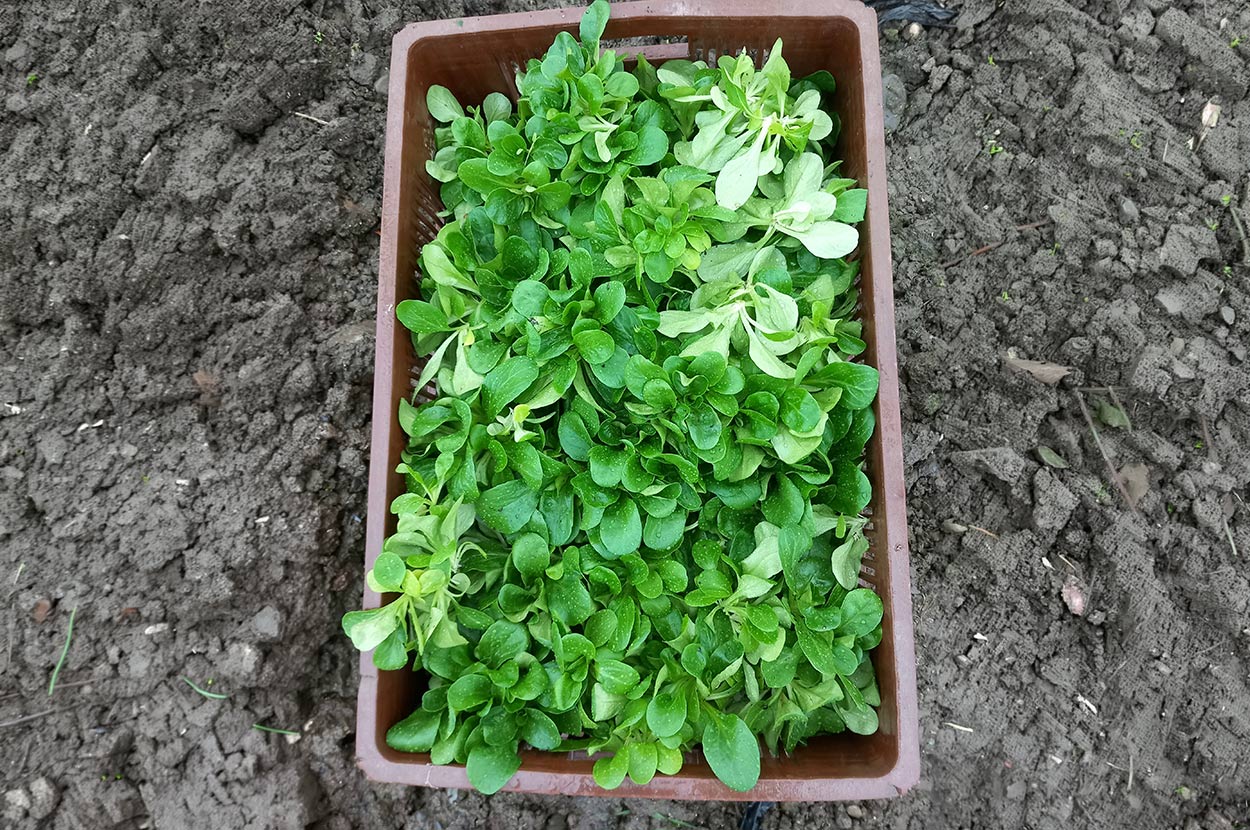 Cueillir ses légumes Assat, Cueillir ses légumes Nay, Cueillir ses légumes Pau, Jardins partagés Assat, Jardins partagés Nay, Jardins partagés Pau, Légumes bio locaux Assat, Légumes bio locaux Nay, Légumes bio locaux Pau, Maraicher bio Assat, Maraicher bio Nay, Maraicher bio Pau, Vente légumes ferme Assat, Vente légumes ferme Nay, Vente légumes ferme Pau