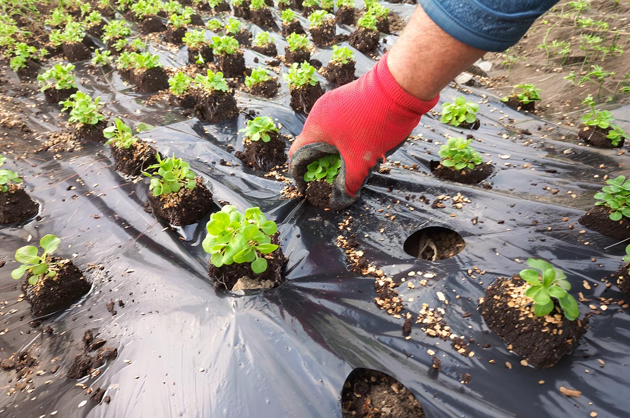 Cueillir ses légumes Assat, Cueillir ses légumes Nay, Cueillir ses légumes Pau, Jardins partagés Assat, Jardins partagés Nay, Jardins partagés Pau, Légumes bio locaux Assat, Légumes bio locaux Nay, Légumes bio locaux Pau, Maraicher bio Assat, Maraicher bio Nay, Maraicher bio Pau, Vente légumes ferme Assat, Vente légumes ferme Nay, Vente légumes ferme Pau