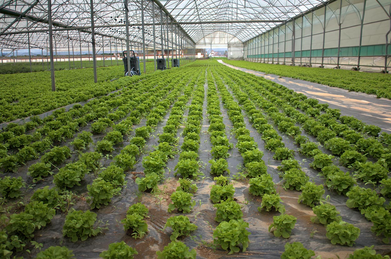 Cueillir ses légumes Assat, Cueillir ses légumes Nay, Cueillir ses légumes Pau, Jardins partagés Assat, Jardins partagés Nay, Jardins partagés Pau, Légumes bio locaux Assat, Légumes bio locaux Nay, Légumes bio locaux Pau, Maraicher bio Assat, Maraicher bio Nay, Maraicher bio Pau, Vente légumes ferme Assat, Vente légumes ferme Nay, Vente légumes ferme Pau