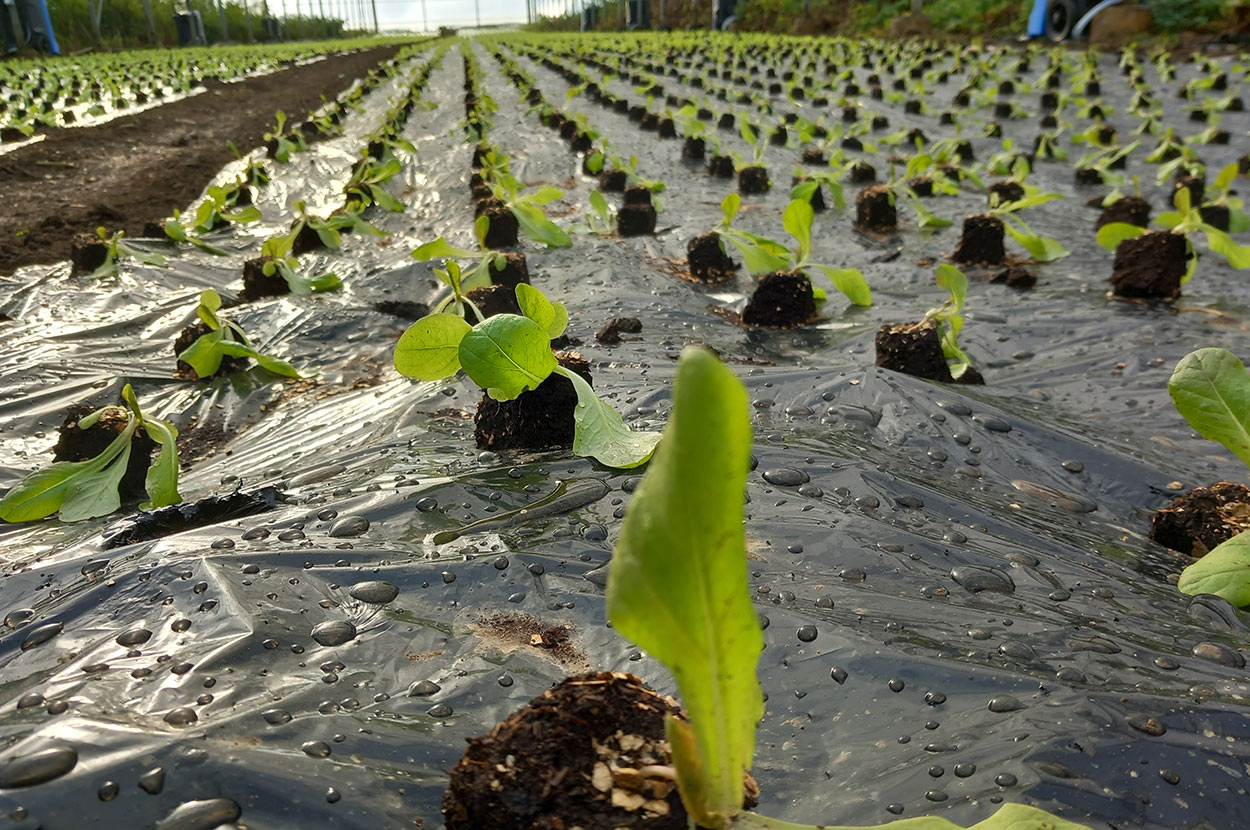 Cueillir ses légumes Assat, Cueillir ses légumes Nay, Cueillir ses légumes Pau, Jardins partagés Assat, Jardins partagés Nay, Jardins partagés Pau, Légumes bio locaux Assat, Légumes bio locaux Nay, Légumes bio locaux Pau, Maraicher bio Assat, Maraicher bio Nay, Maraicher bio Pau, Vente légumes ferme Assat, Vente légumes ferme Nay, Vente légumes ferme Pau