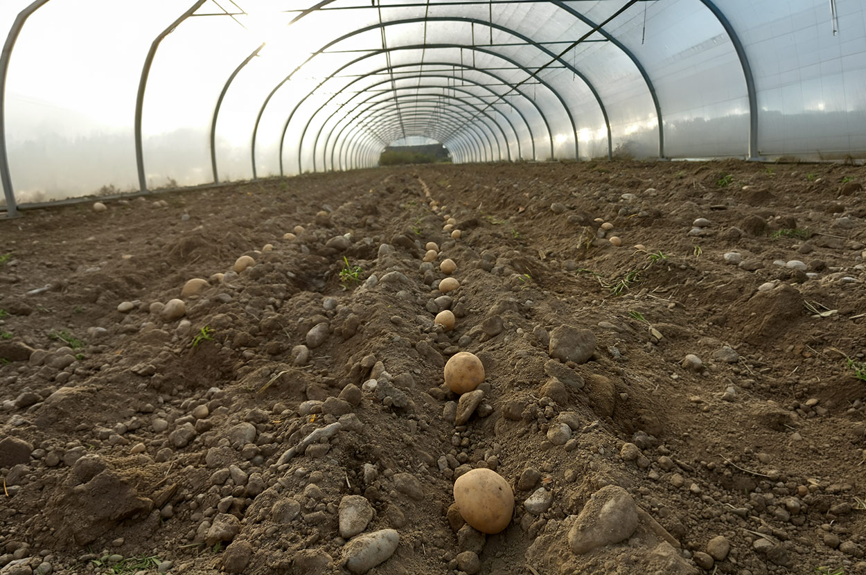Cueillir ses légumes Assat, Cueillir ses légumes Nay, Cueillir ses légumes Pau, Jardins partagés Assat, Jardins partagés Nay, Jardins partagés Pau, Légumes bio locaux Assat, Légumes bio locaux Nay, Légumes bio locaux Pau, Maraicher bio Assat, Maraicher bio Nay, Maraicher bio Pau, Vente légumes ferme Assat, Vente légumes ferme Nay, Vente légumes ferme Pau