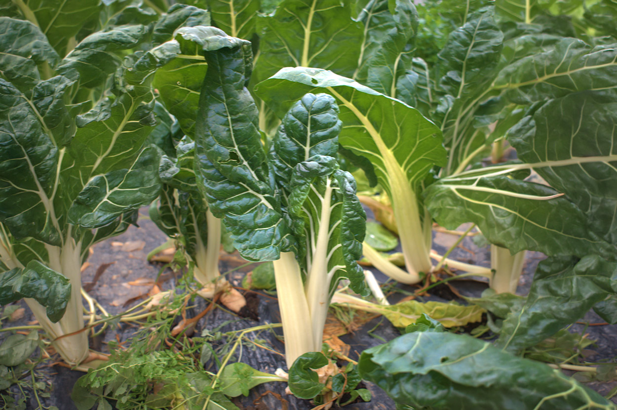 Cueillir ses légumes Assat, Cueillir ses légumes Nay, Cueillir ses légumes Pau, Jardins partagés Assat, Jardins partagés Nay, Jardins partagés Pau, Légumes bio locaux Assat, Légumes bio locaux Nay, Légumes bio locaux Pau, Maraicher bio Assat, Maraicher bio Nay, Maraicher bio Pau, Vente légumes ferme Assat, Vente légumes ferme Nay, Vente légumes ferme Pau