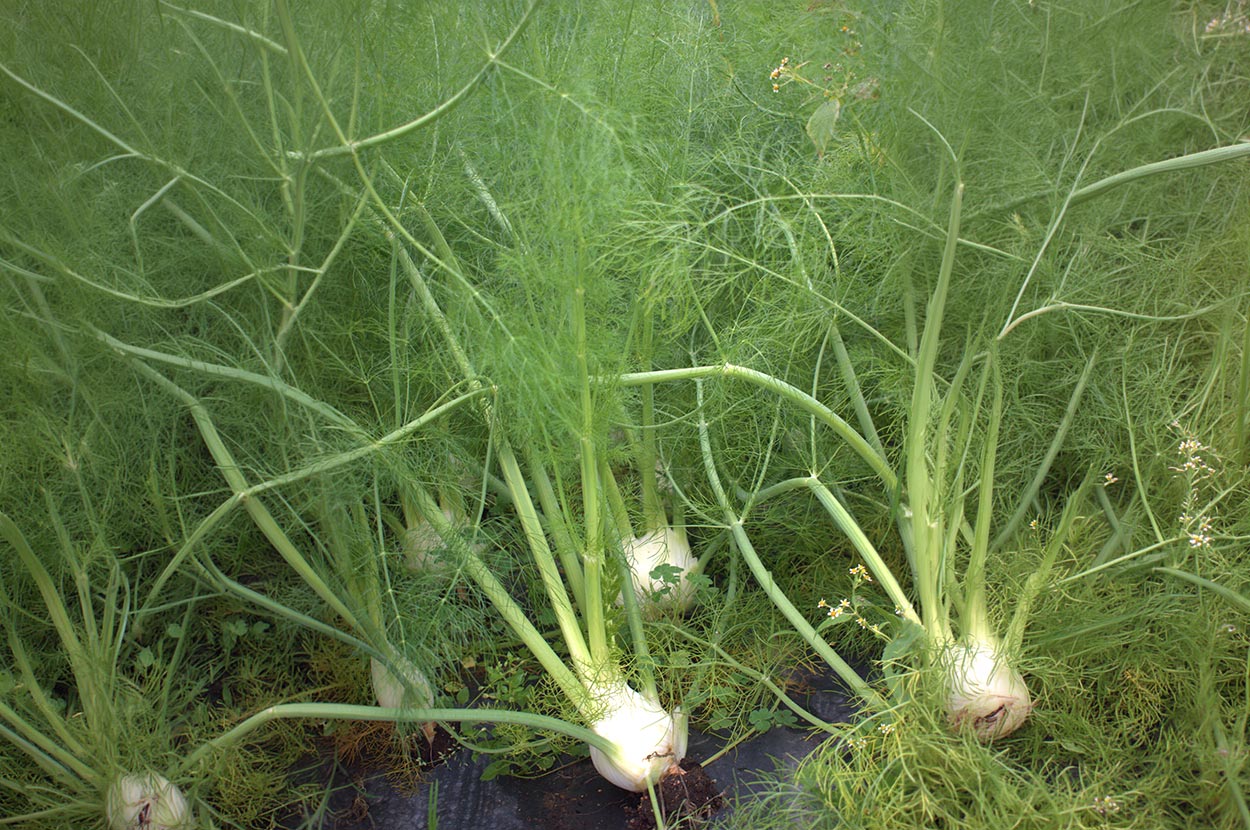 Cueillir ses légumes Assat, Cueillir ses légumes Nay, Cueillir ses légumes Pau, Jardins partagés Assat, Jardins partagés Nay, Jardins partagés Pau, Légumes bio locaux Assat, Légumes bio locaux Nay, Légumes bio locaux Pau, Maraicher bio Assat, Maraicher bio Nay, Maraicher bio Pau, Vente légumes ferme Assat, Vente légumes ferme Nay, Vente légumes ferme Pau