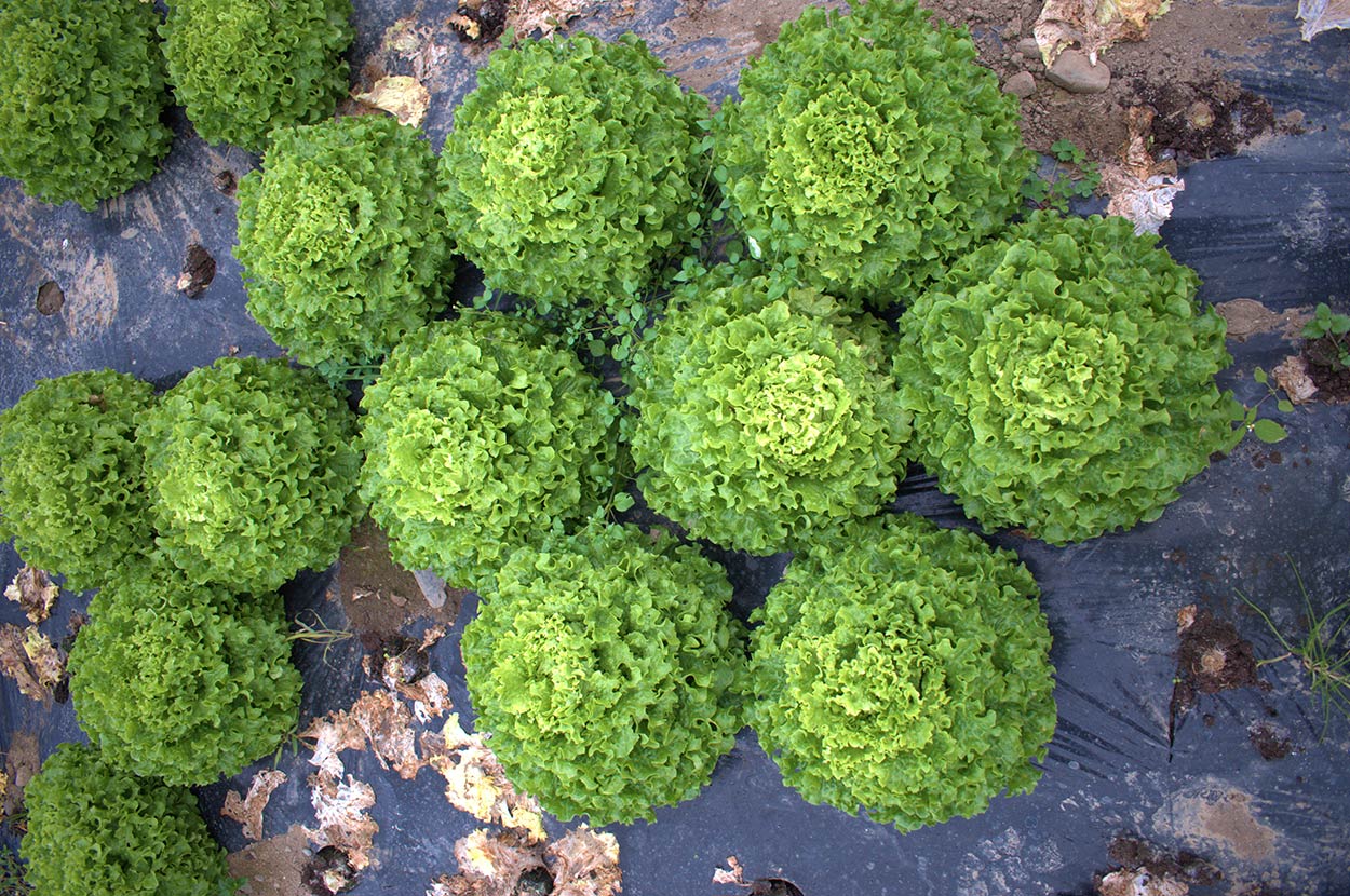 Cueillir ses légumes Assat, Cueillir ses légumes Nay, Cueillir ses légumes Pau, Jardins partagés Assat, Jardins partagés Nay, Jardins partagés Pau, Légumes bio locaux Assat, Légumes bio locaux Nay, Légumes bio locaux Pau, Maraicher bio Assat, Maraicher bio Nay, Maraicher bio Pau, Vente légumes ferme Assat, Vente légumes ferme Nay, Vente légumes ferme Pau