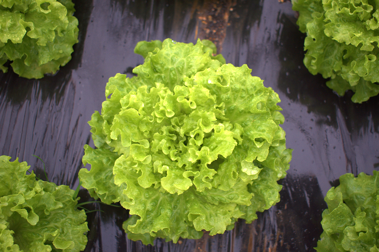 Cueillir ses légumes Assat, Cueillir ses légumes Nay, Cueillir ses légumes Pau, Jardins partagés Assat, Jardins partagés Nay, Jardins partagés Pau, Légumes bio locaux Assat, Légumes bio locaux Nay, Légumes bio locaux Pau, Maraicher bio Assat, Maraicher bio Nay, Maraicher bio Pau, Vente légumes ferme Assat, Vente légumes ferme Nay, Vente légumes ferme Pau