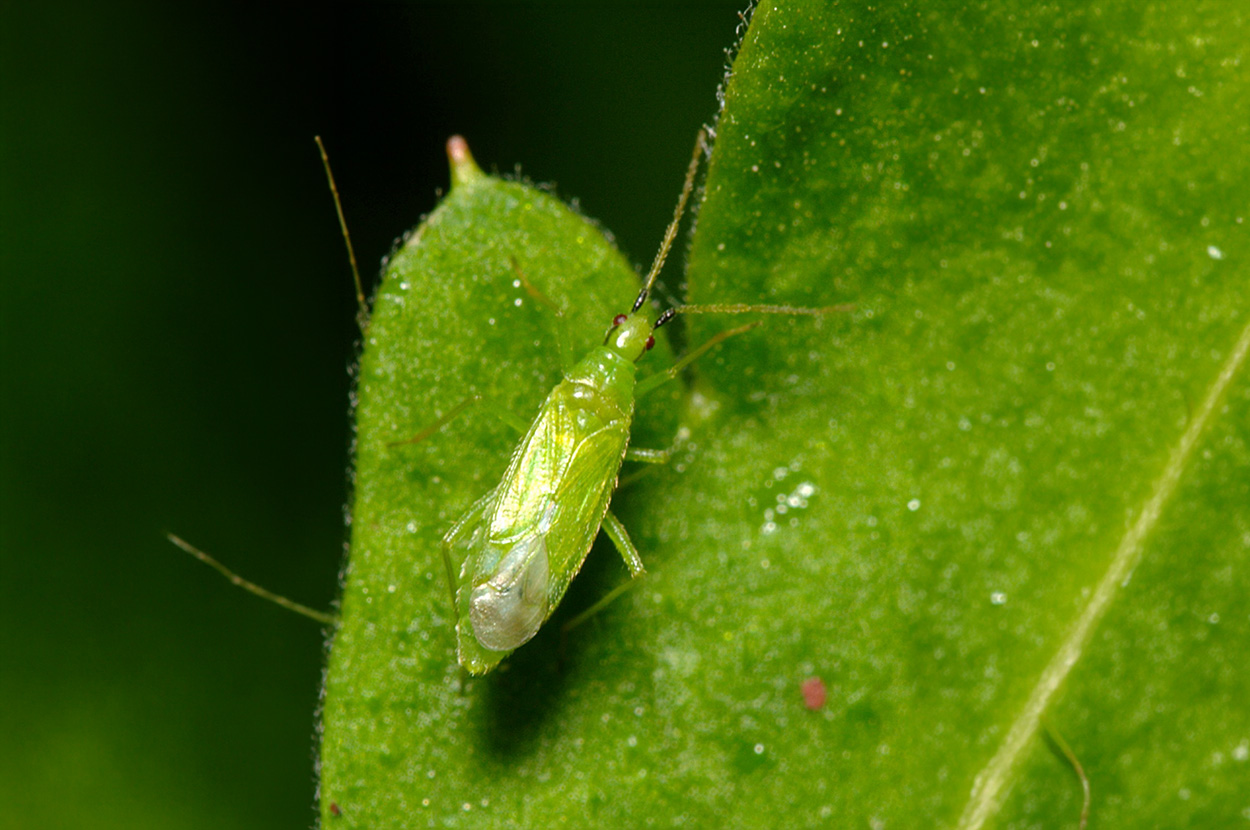 Cueillir ses légumes Assat, Cueillir ses légumes Nay, Cueillir ses légumes Pau, Jardins partagés Assat, Jardins partagés Nay, Jardins partagés Pau, Légumes bio locaux Assat, Légumes bio locaux Nay, Légumes bio locaux Pau, Maraicher bio Assat, Maraicher bio Nay, Maraicher bio Pau, Vente légumes ferme Assat, Vente légumes ferme Nay, Vente légumes ferme Pau