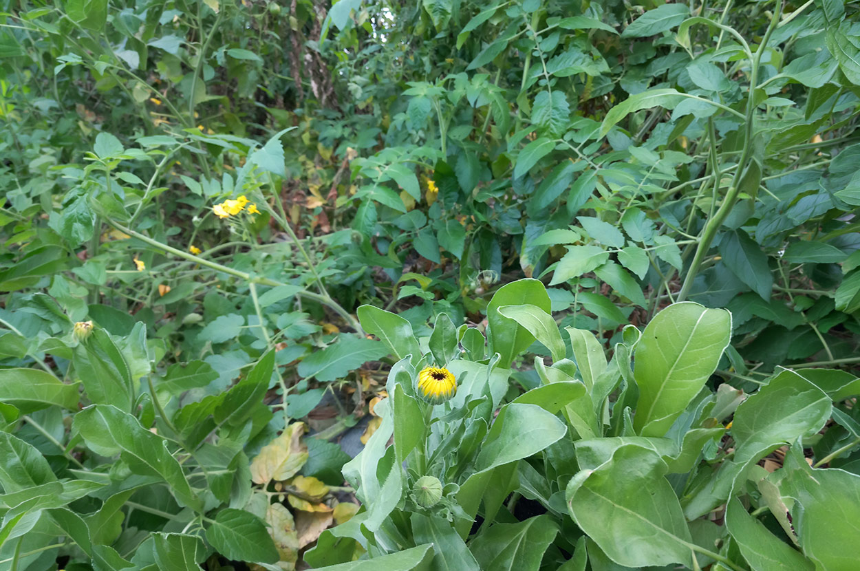 Cueillir ses légumes Assat, Cueillir ses légumes Nay, Cueillir ses légumes Pau, Jardins partagés Assat, Jardins partagés Nay, Jardins partagés Pau, Légumes bio locaux Assat, Légumes bio locaux Nay, Légumes bio locaux Pau, Maraicher bio Assat, Maraicher bio Nay, Maraicher bio Pau, Vente légumes ferme Assat, Vente légumes ferme Nay, Vente légumes ferme Pau