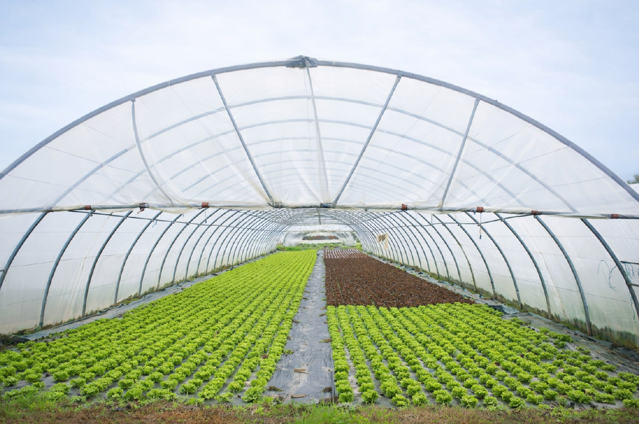 Cueillir ses légumes Assat, Cueillir ses légumes Nay, Cueillir ses légumes Pau, Jardins partagés Assat, Jardins partagés Nay, Jardins partagés Pau, Légumes bio locaux Assat, Légumes bio locaux Nay, Légumes bio locaux Pau, Maraicher bio Assat, Maraicher bio Nay, Maraicher bio Pau, Vente légumes ferme Assat, Vente légumes ferme Nay, Vente légumes ferme Pau